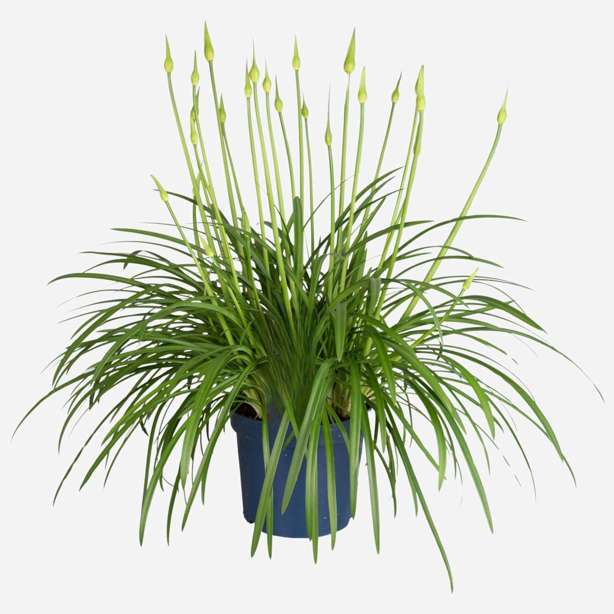 Florastore Afrikas Blå Lilja - Agapanthus 'Amourette Blue' - Höjd 65-80Cm - Ø23Cm