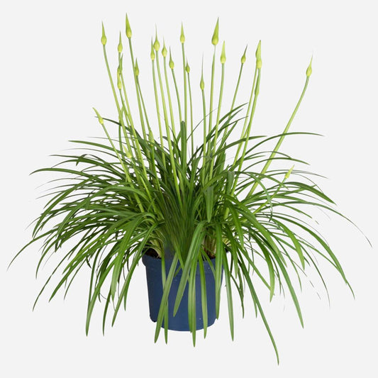 Florastore Afrikas Blå Lilja - Agapanthus 'Amourette Blue' - Höjd 65-80Cm - Ø23Cm