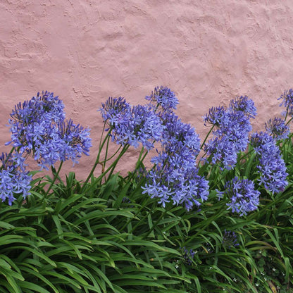 Other Garden Plants Afrikas Blå Lilja - Agapanthus 'Amourette Blue' - Höjd 65-80Cm - Ø23Cm