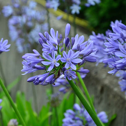 Other Garden Plants Afrikas Blå Lilja - Agapanthus 'Amourette Blue' - Höjd 65-80Cm - Ø23Cm