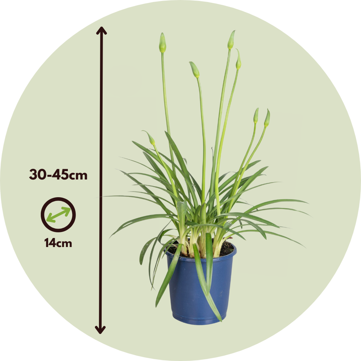 Other Garden Plants Afrikas Blå Lilja - Set Om 2 - Agapanthus 'Superb Blue' - Höjd 30-45Cm - ⌀14Cm