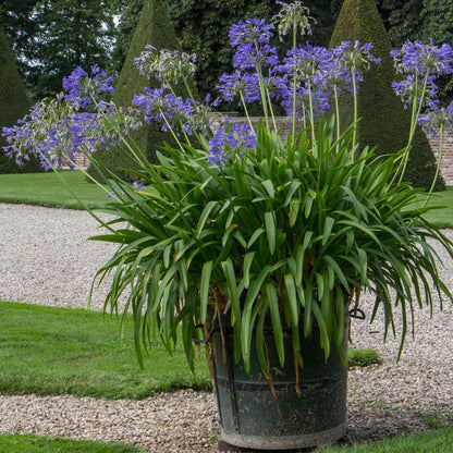Other Garden Plants Afrikas Blå Lilja - Set Om 2 - Agapanthus 'Superb Blue' - Höjd 30-45Cm - ⌀14Cm