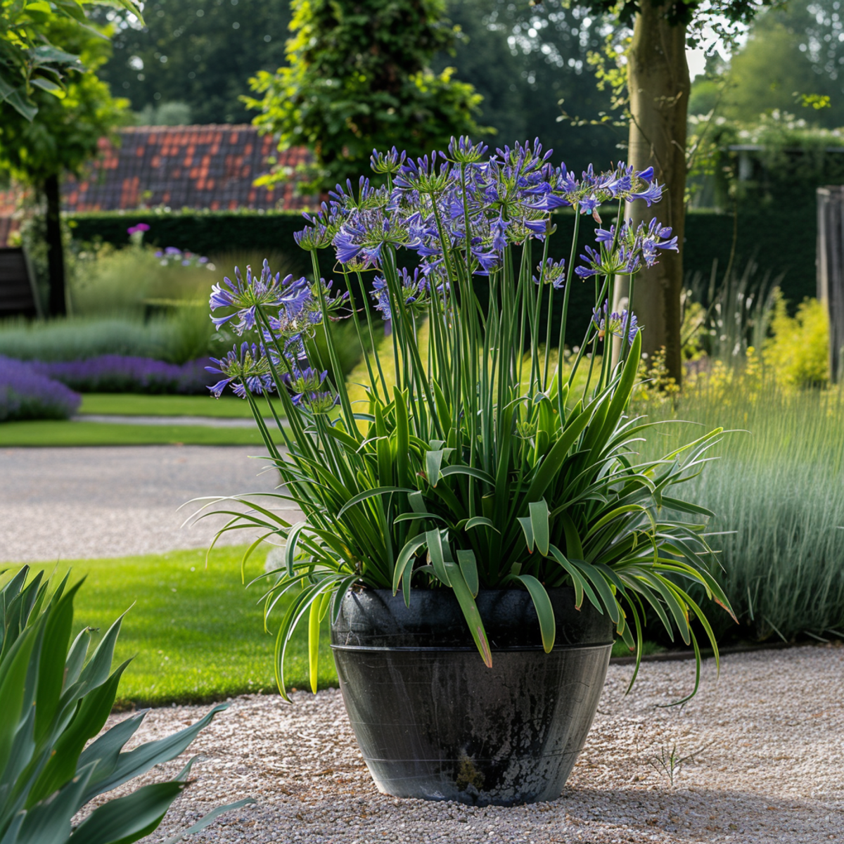 Other Garden Plants Afrikas Blå Lilja - Set Om 2 - Agapanthus 'Superb Blue' - Höjd 30-45Cm - ⌀14Cm