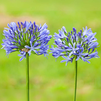 Other Garden Plants Afrikas Blå Lilja - Set Om 2 - Agapanthus 'Superb Blue' - Höjd 30-45Cm - ⌀14Cm