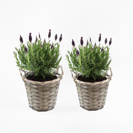 Florastore Lavendelbuske - Set Om 2 - Lavandula Stoechas 'Anouk' - Höjd 25-35Cm - ⌀15Cm