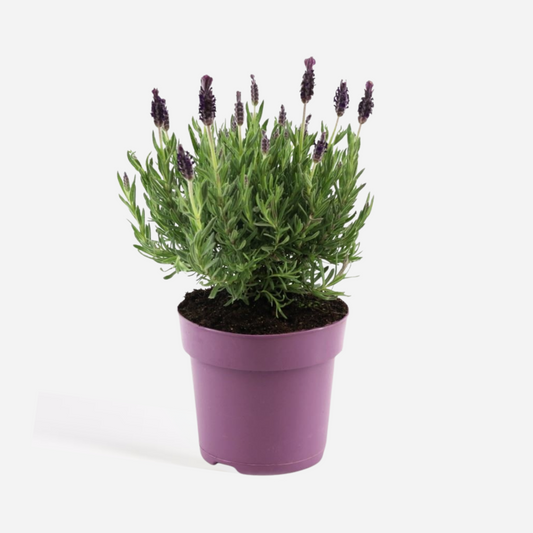 Lavender Lavendelbuske - Lavandula Stoechas 'Anouk' - Höjd 25-35Cm - ⌀15Cm