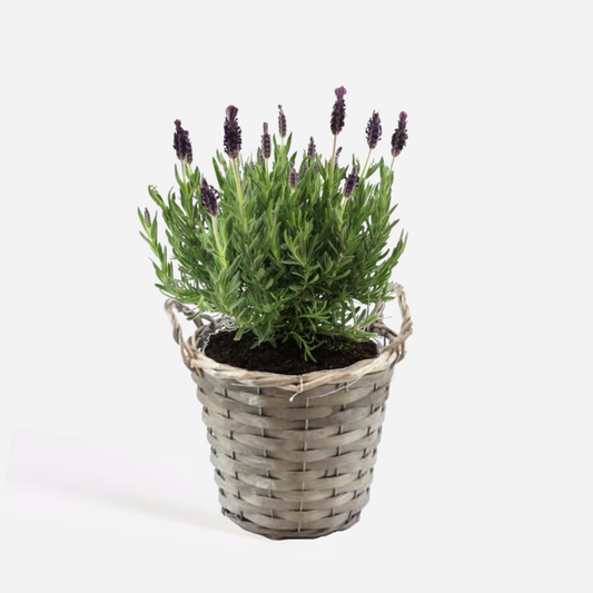 Lavender Lavendelbuske - Lavandula Stoechas 'Anouk' - Höjd 25-35Cm - ⌀15Cm