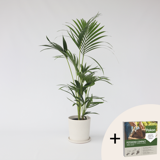 Florastore Förmakspalm - Howea Forsteriana - Höjd 90-100Cm - ⌀18Cm