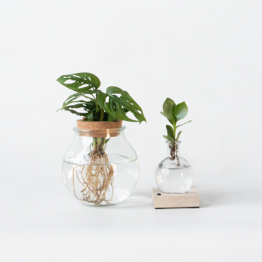 Florastore Växtmix I Glas - Set Om 2 - Clusia, Monstera - Höjd 15-35Cm - ⌀20Cm