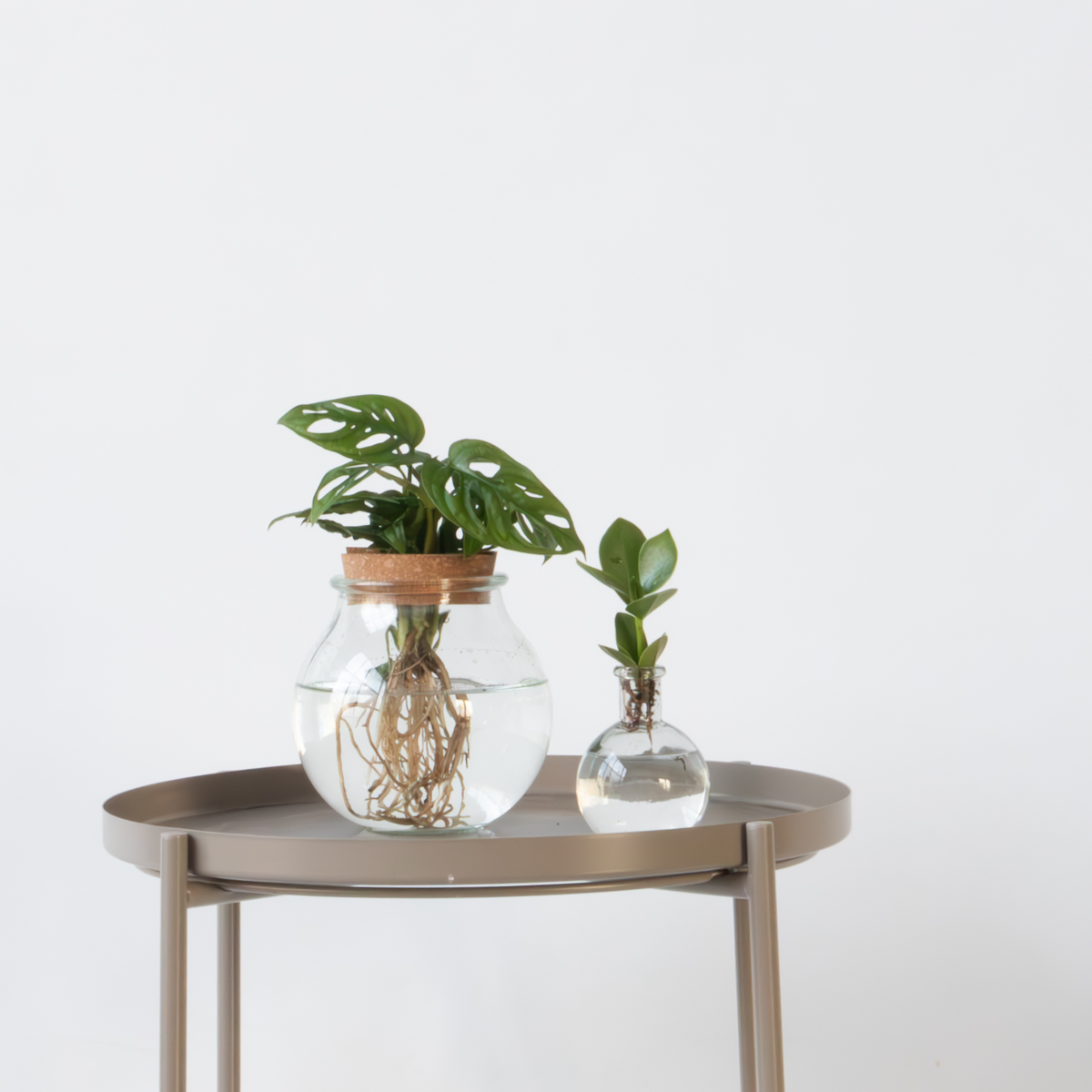 Hydroponics Växtmix I Glas - Set Om 2 - Clusia, Monstera - Höjd 15-35Cm - ⌀20Cm