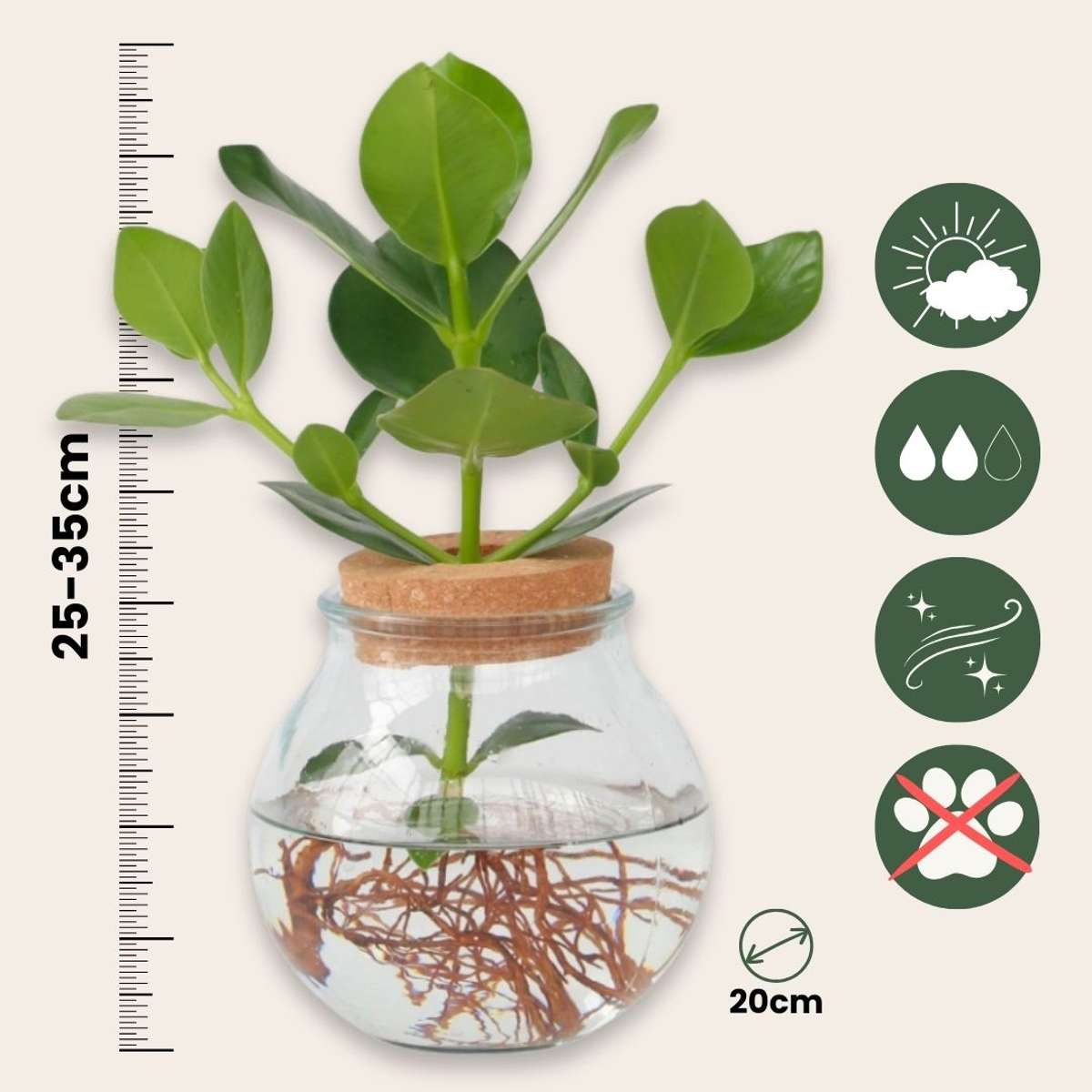 Hydroponics Växtmix I Glas - Set Om 2 - Clusia, Monstera - Höjd 15-35Cm - ⌀20Cm