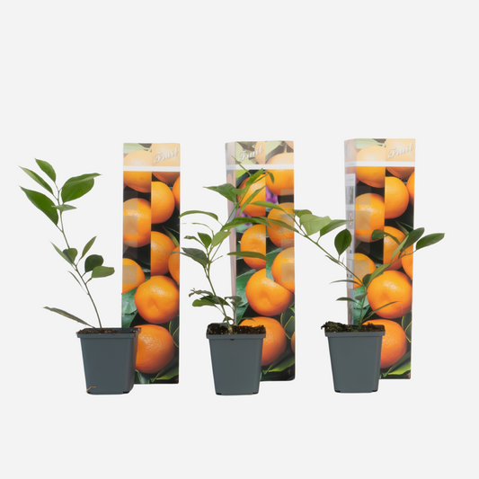Florastore Apelsinträd - Set Om 3 - Citrus Mitis Calamondin - Höjd 25-40Cm - ⌀9Cm