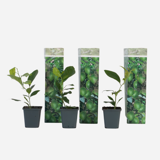 Florastore Citronträd - Set Om 3 - Citrus Limon - Höjd 25-40Cm - ⌀9Cm