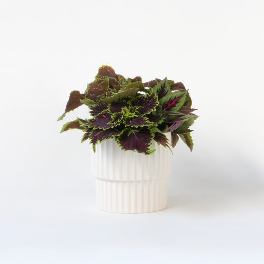 Florastore Coleus - Coleus Scutellarioides - Höjd 25-35Cm - ⌀17Cm