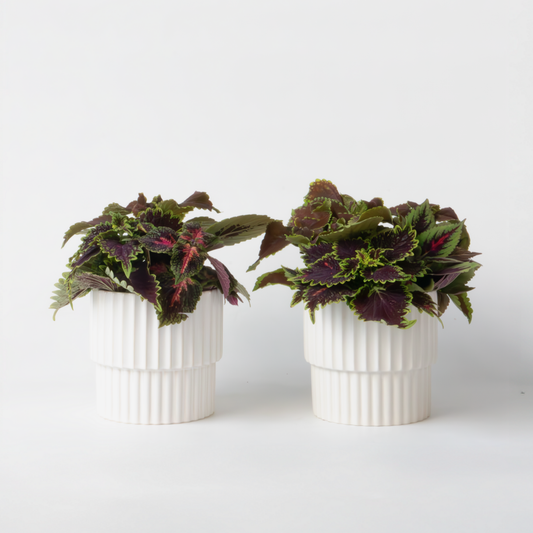 Florastore Nässlor - Set Om 2 - Coleus Scutellarioides - Höjd 25-35Cm - ⌀17Cm