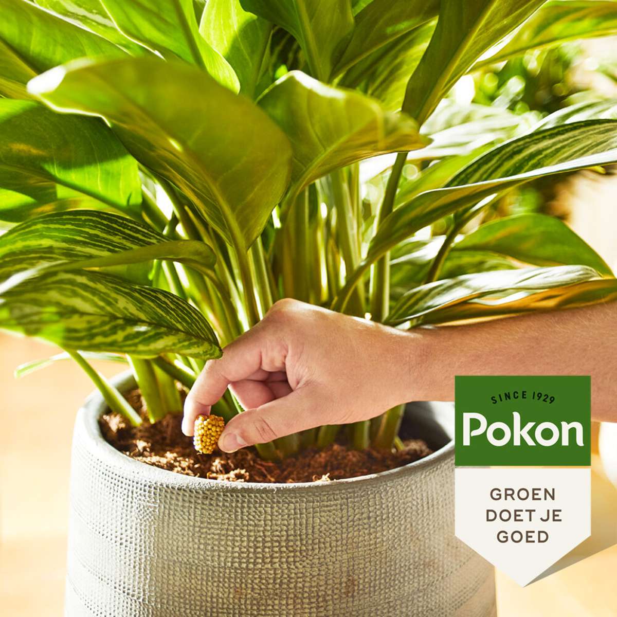 Plant Food Pokon Matkottar För Krukväxter - 10 Stycken