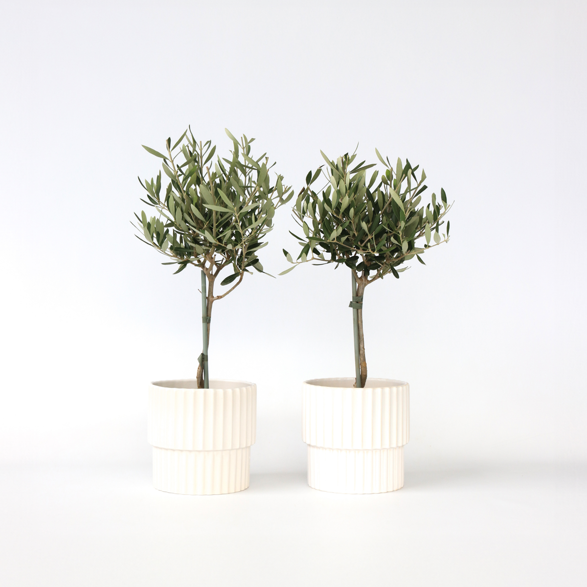 Florastore Olivträd - Set Om 2 - Olea Europaea - Höjd 50-60Cm - ⌀14Cm