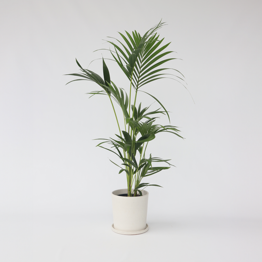 Florastore Förmakspalm - Howea Forsteriana - Höjd 90-100Cm - ⌀18Cm