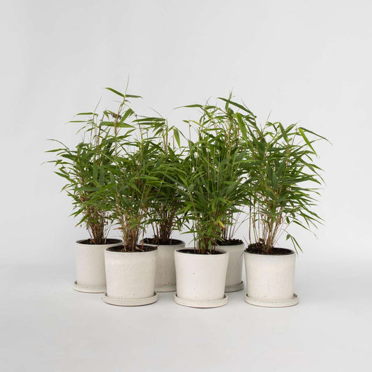 Florastore Bergbambu - Set Om 6 - Fargesia Rufa - Höjd 25-40Cm - ⌀13Cm