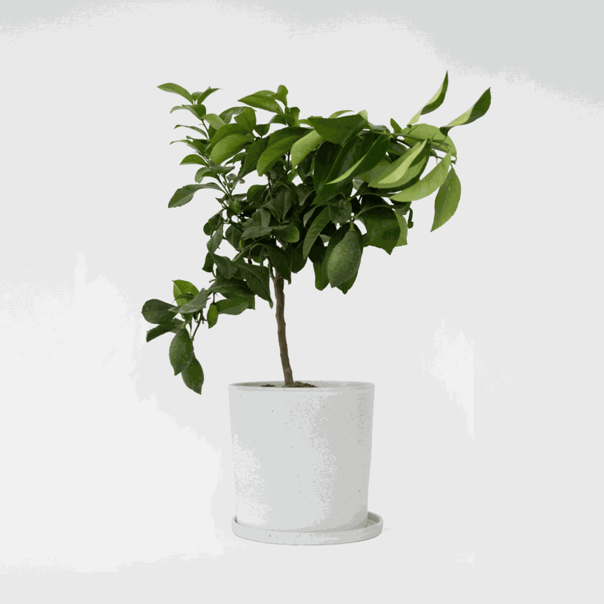 Florastore Citronträd - Citrus Limon - Höjd 60-70Cm - ⌀19Cm