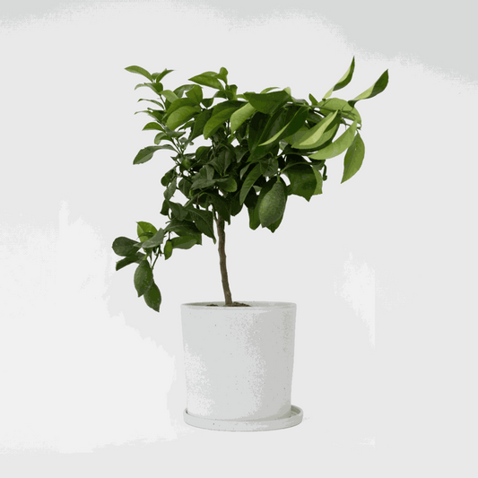 Florastore Citronträd - Citrus Limon - Höjd 60-70Cm - ⌀19Cm