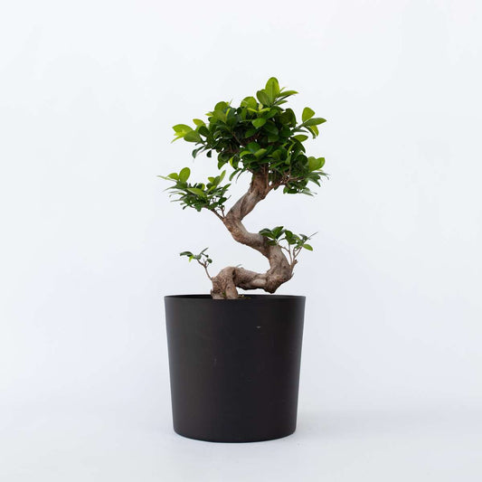 Florastore Bonsaiträd S-Formad - Ficus Microcarpa 'Ginseng' - Höjd 55-65Cm - ⌀20Cm
