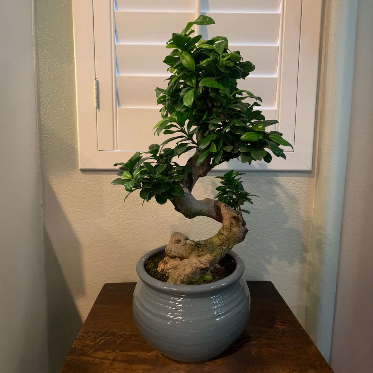 Bonsaiträd S-Formad - Ficus Microcarpa 'Ginseng' - Höjd 55-65Cm - ⌀20Cm