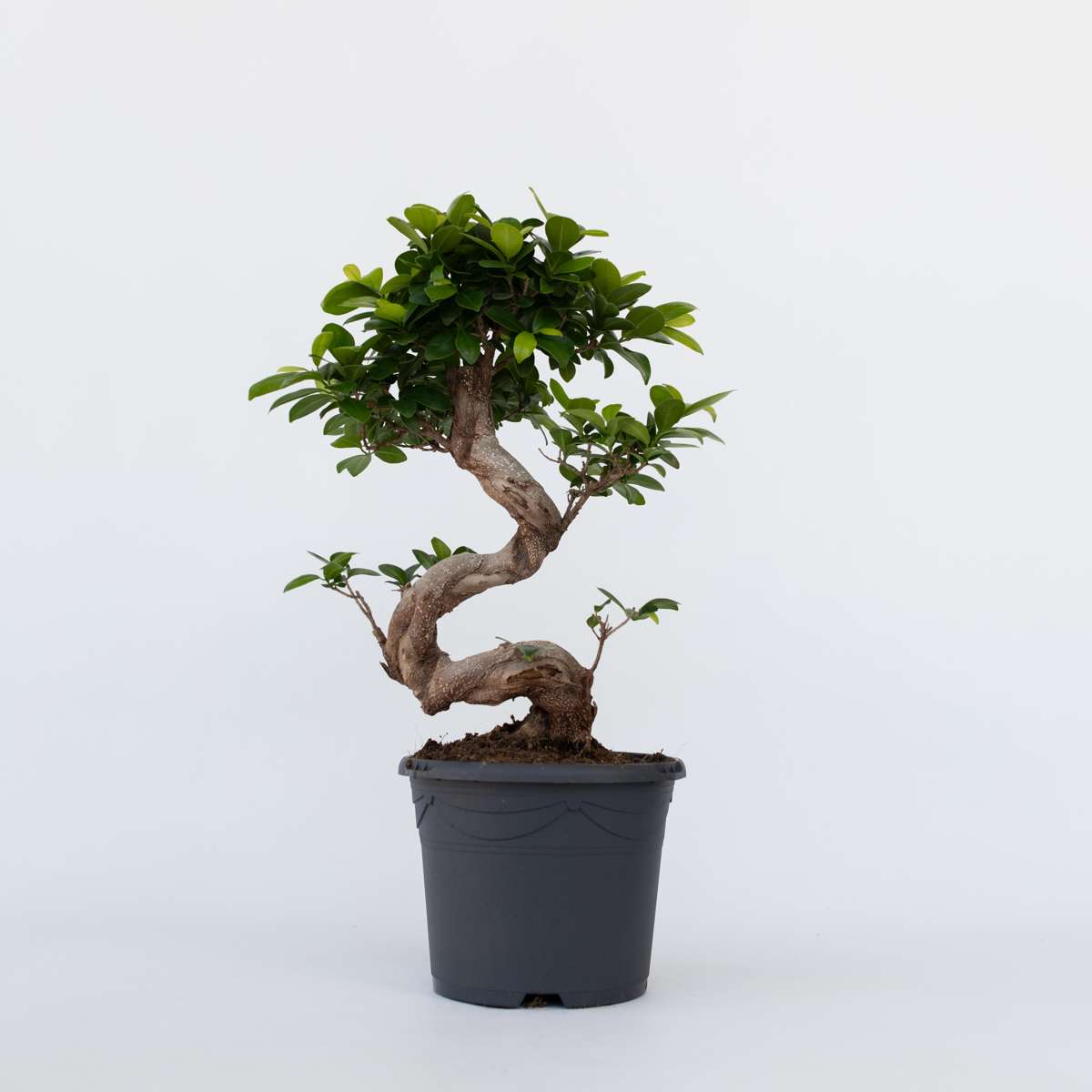 Bonsaiträd S-Formad - Ficus Microcarpa 'Ginseng' - Höjd 55-65Cm - ⌀20Cm