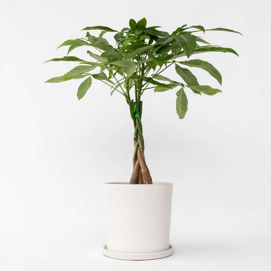 Florastore Strandkastanj - Pachira Aquatica - Höjd 60-70Cm - ⌀17Cm