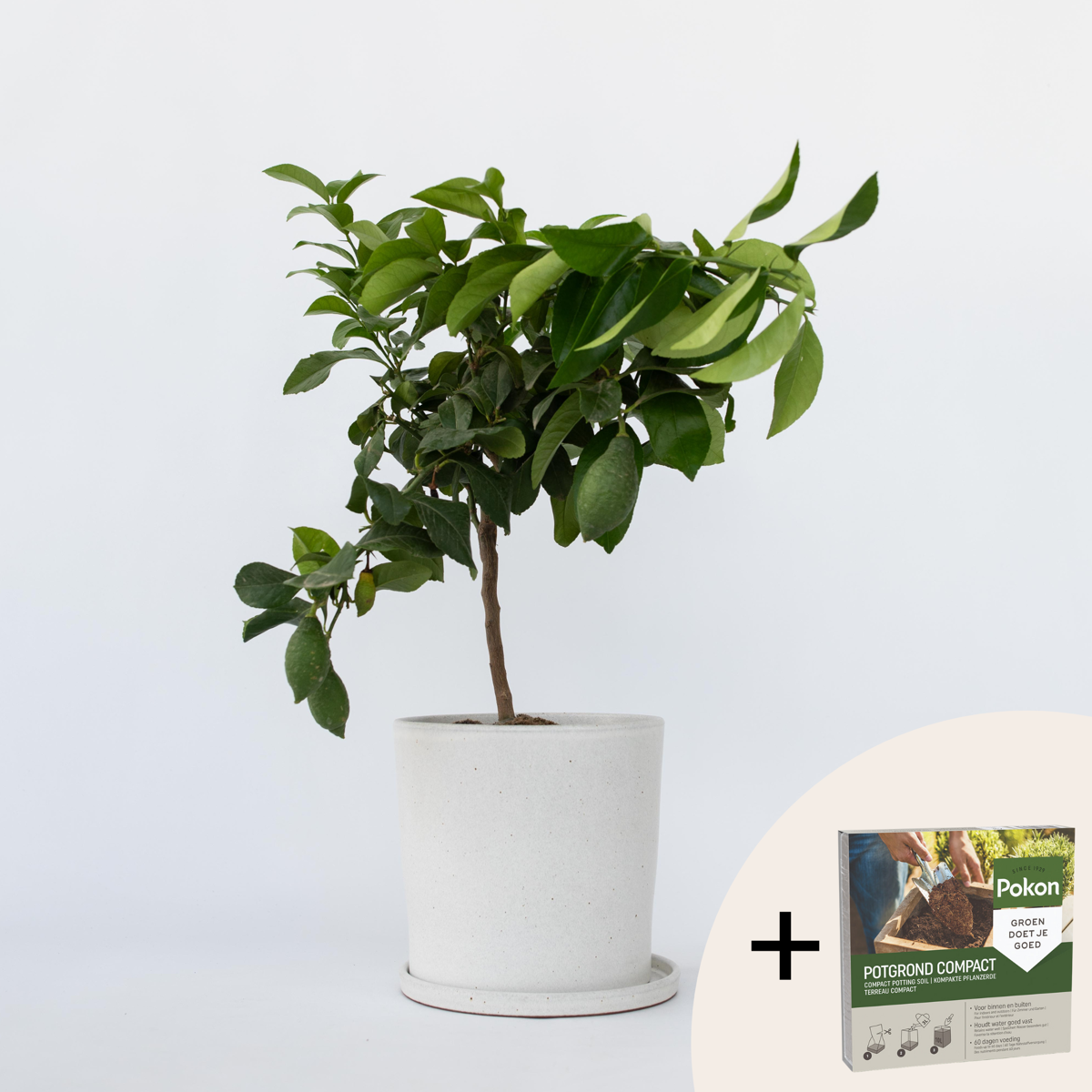 Florastore Citronträd - Citrus Limon - Höjd 60-70Cm - ⌀19Cm