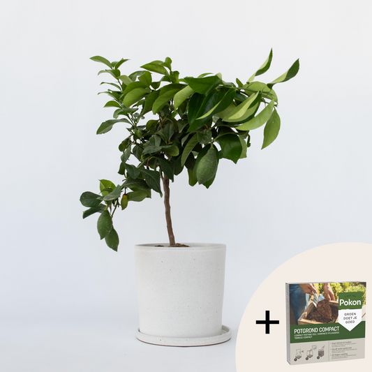 Florastore Citronträd - Citrus Limon - Höjd 60-70Cm - ⌀19Cm