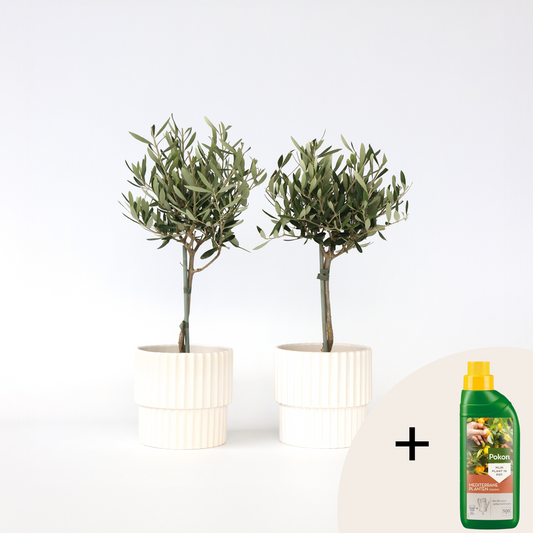 Florastore Olivträd - Set Om 2 - Olea Europaea - Höjd 50-60Cm - ⌀14Cm