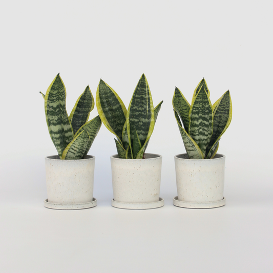 Florastore Svärmorstunga - Set Om 3 - Sansevieria Trifasciata - Höjd 35-40Cm - ⌀12Cm