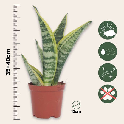 Out Of Category Houseplants Svärmorstunga - Set Om 3 - Sansevieria Trifasciata - Höjd 35-40Cm - ⌀12Cm