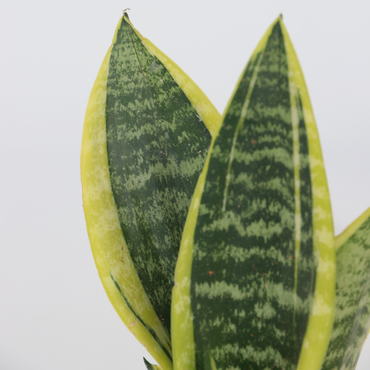 Out Of Category Houseplants Svärmorstunga - Set Om 3 - Sansevieria Trifasciata - Höjd 35-40Cm - ⌀12Cm