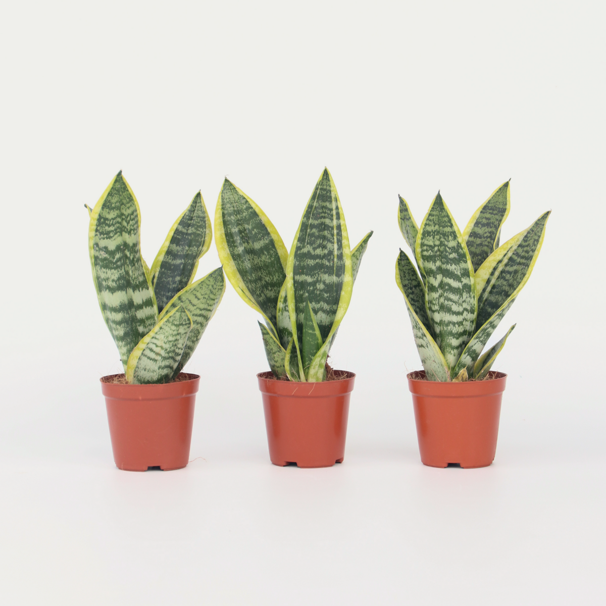 Out Of Category Houseplants Svärmorstunga - Set Om 3 - Sansevieria Trifasciata - Höjd 35-40Cm - ⌀12Cm