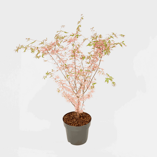 Florastore Japansk Lönn - Acer Palmatum 'Taylor' - Höjd 50-60Cm - ⌀19Cm