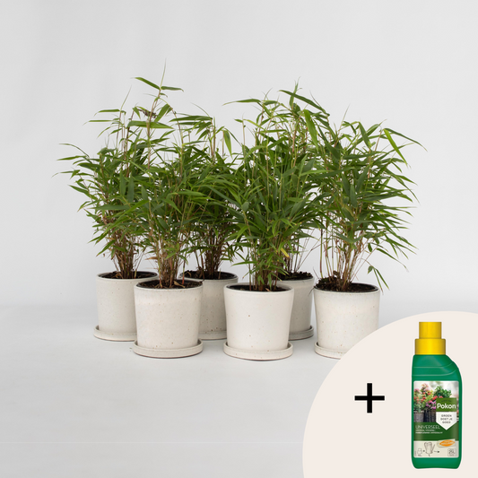 Florastore Bergbambu - Set Om 6 - Fargesia Rufa - Höjd 25-40Cm - ⌀13Cm