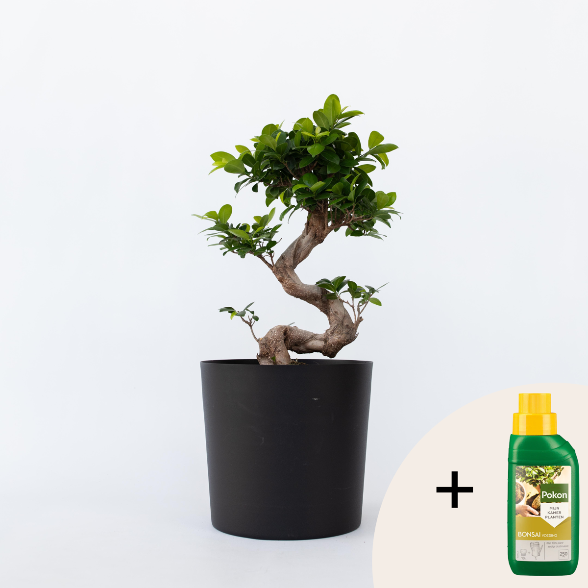 Florastore Bonsaiträd S-Formad - Ficus Microcarpa 'Ginseng' - Höjd 55-65Cm - ⌀20Cm