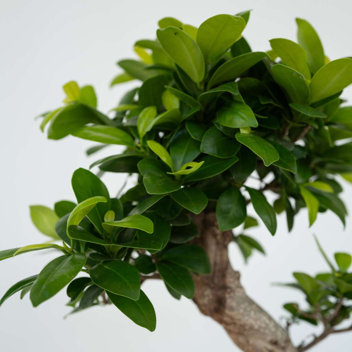 Bonsaiträd S-Formad - Ficus Microcarpa 'Ginseng' - Höjd 55-65Cm - ⌀20Cm
