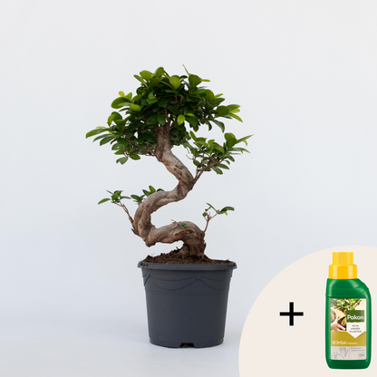 Bonsaiträd S-Formad - Ficus Microcarpa 'Ginseng' - Höjd 55-65Cm - ⌀20Cm