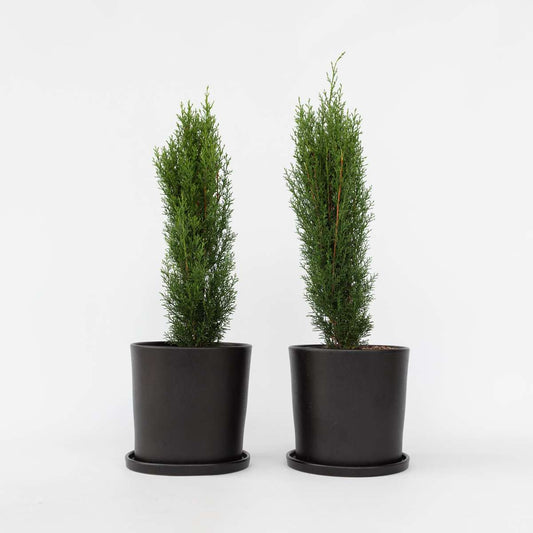 Florastore Italiensk Cypress - Set Om 2 - Cupressus Sempervirens - Höjd 60-80Cm - ⌀19Cm