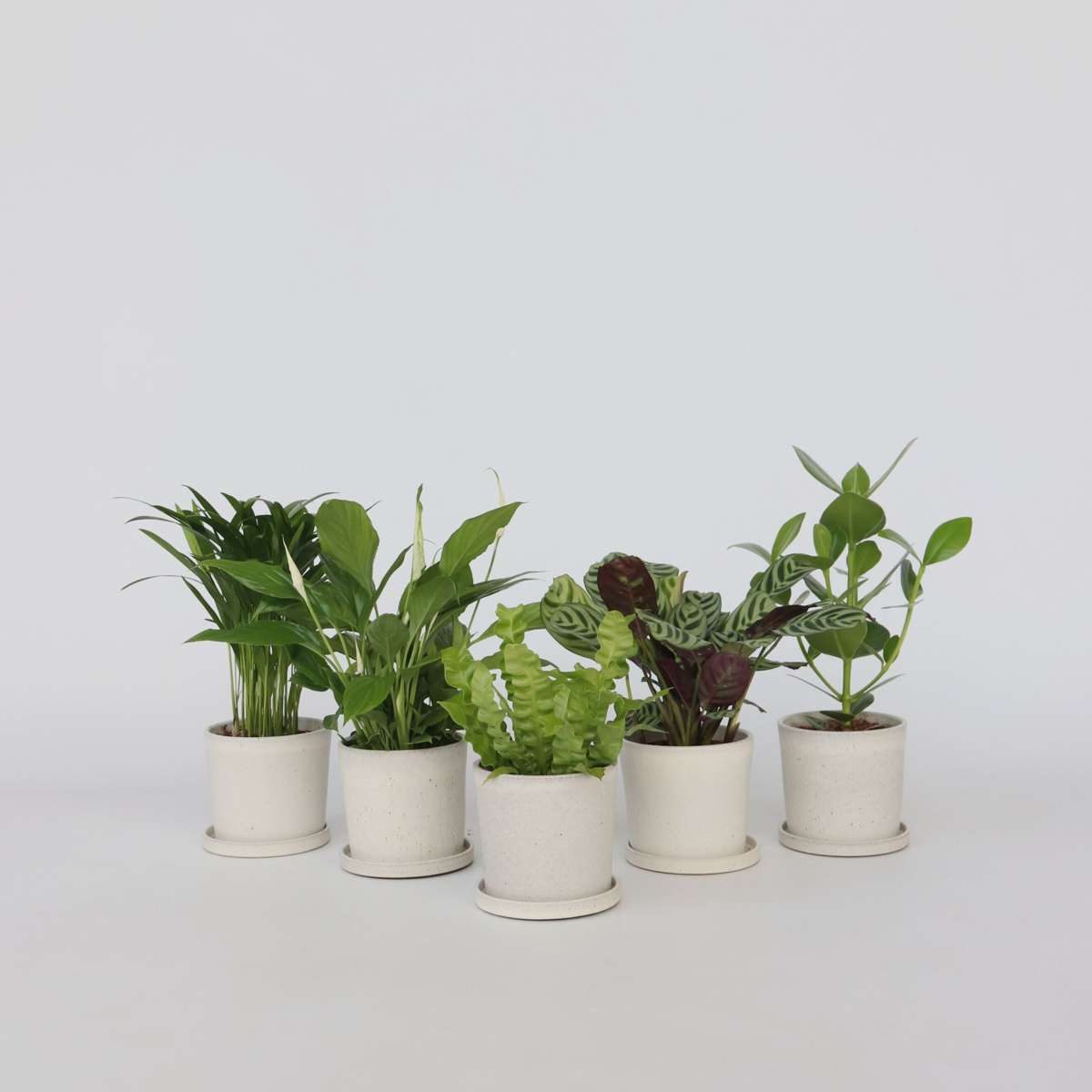 Florastore Luftrenande Mix - Set Om 5 - Krukväxter - Höjd 25-40Cm - ⌀12Cm