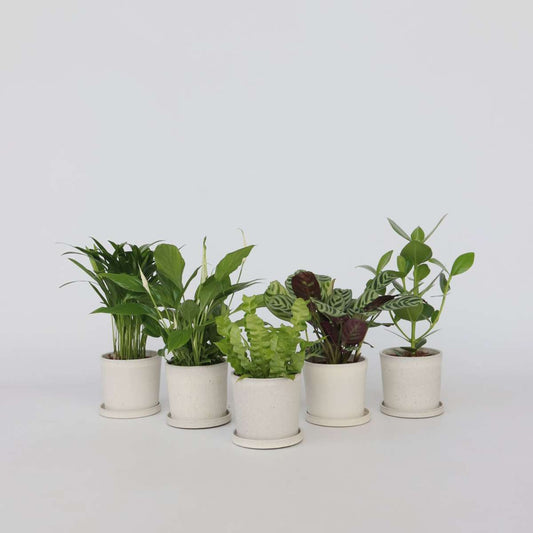 Florastore Luftrenande Mix - Set Om 5 - Krukväxter - Höjd 25-40Cm - ⌀12Cm