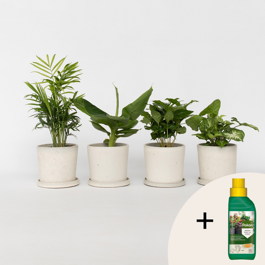 Florastore Växtblandning - Set Om 4 - Krukväxter - Höjd 25-40Cm - ⌀12Cm