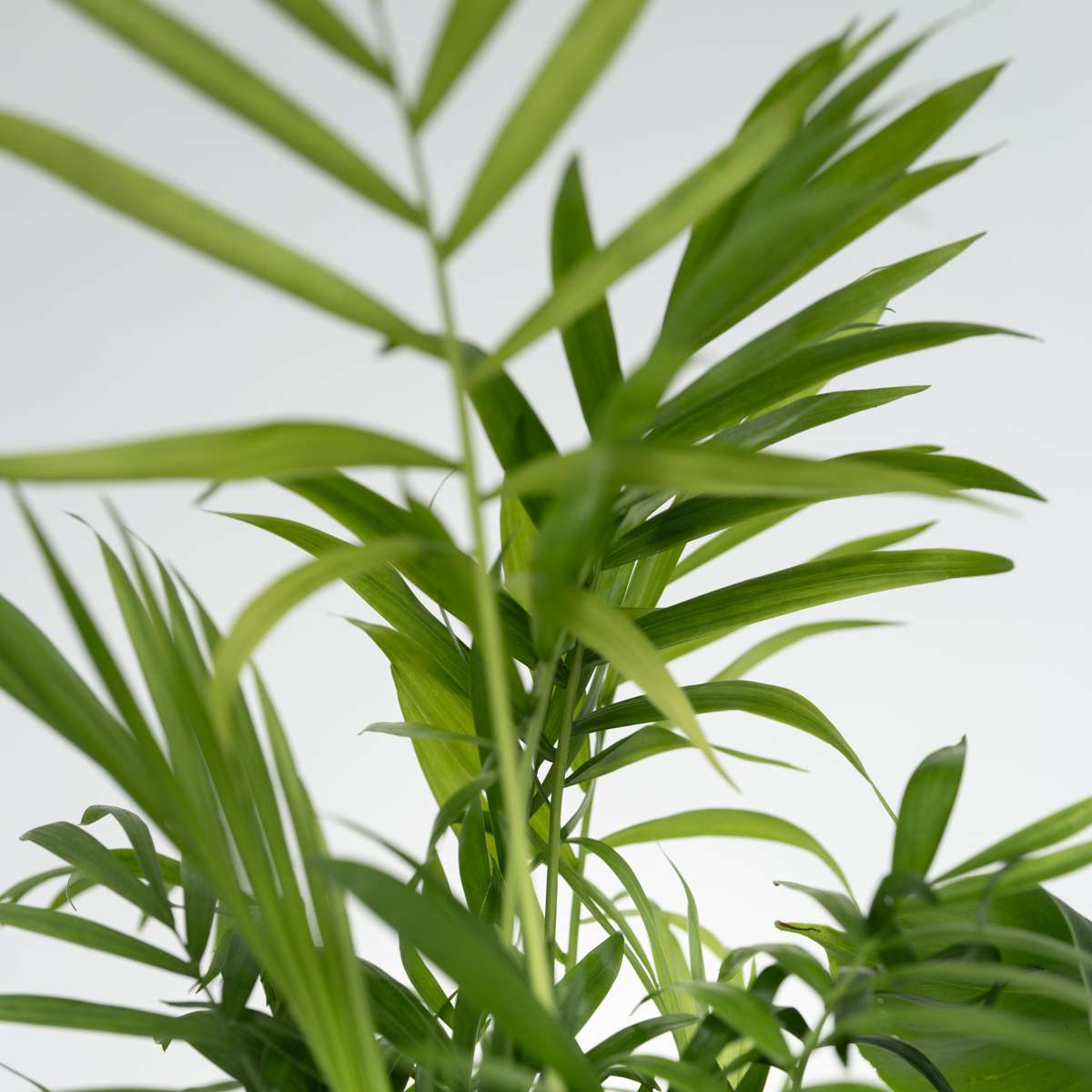 Other Green Houseplants Växtblandning - Set Om 4 - Krukväxter - Höjd 25-40Cm - ⌀12Cm