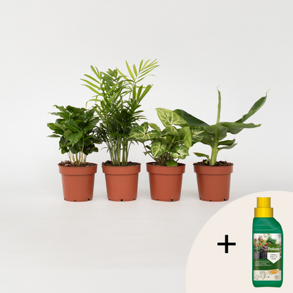 Other Green Houseplants Växtblandning - Set Om 4 - Krukväxter - Höjd 25-40Cm - ⌀12Cm