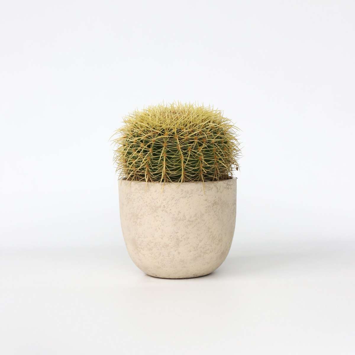 Cactus Ringkaktus - Echinocactus Grusonii - Höjd 25-35Cm - ⌀25Cm