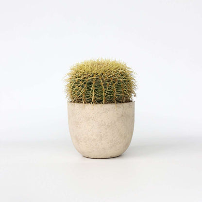 Cactus Ringkaktus - Echinocactus Grusonii - Höjd 25-35Cm - ⌀25Cm