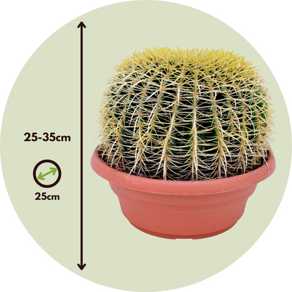 Cactus Ringkaktus - Echinocactus Grusonii - Höjd 25-35Cm - ⌀25Cm